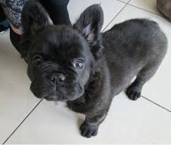 Franse Bulldog puppy's voor adoptie