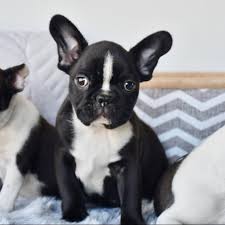Franse Bulldog-puppy's voor adoptie